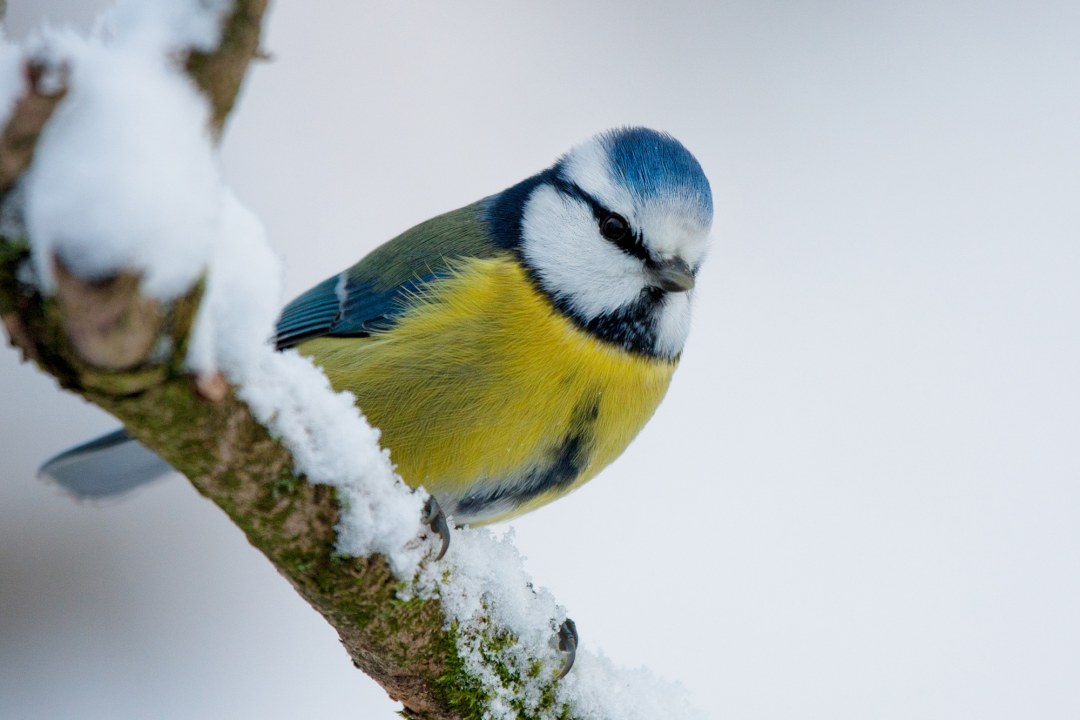 Eine Blaumeise sitzt auf einem verschneiten Ast | © Andreas Giessler