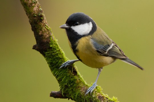 Eine Kohlmeise sitzt auf einem bemoosten Ast | © Andreas Giessler