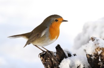 Ein Rotkehlchen sitzt auf einem verschneiten Baumstumpf | © Frank Derer