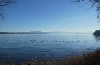 Wasservogelansammlung Roseninselbucht | © Dr. Andrea Gehrold