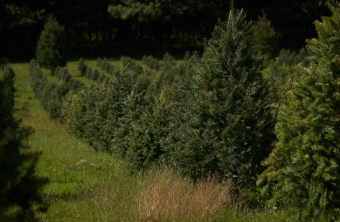 Weihnachtsbaum-Plantage | © Canva Briela