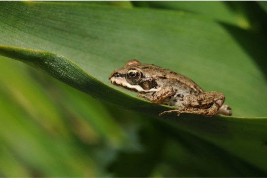 Grasfrosch | © Dr. Eberhard Pfeuffer