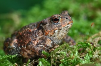 Erdkröte | © Frank Derer
