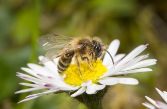 Sandbiene auf Gänseblümchen | © Marcus Bosch