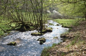 naturnaher, freifließender Bach namens Dammbach | © Maximilian Sehr