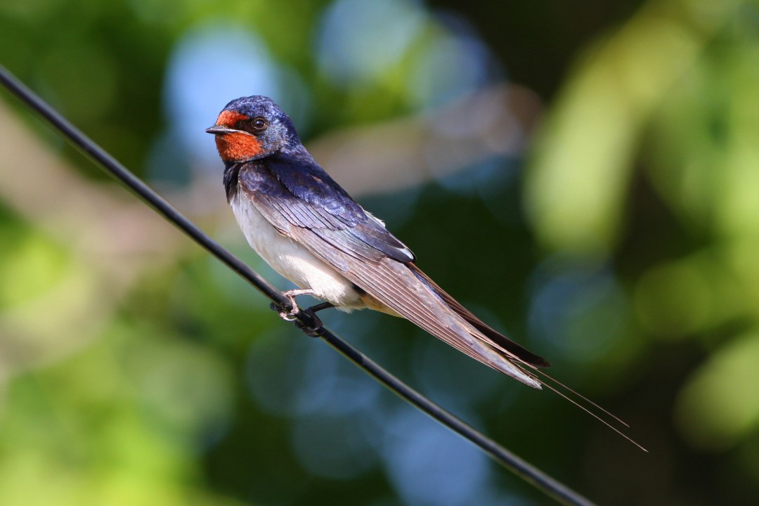 Rauchschwalbe | © Tunka Zdenek