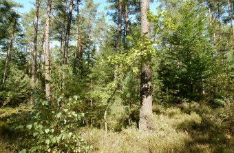 Gesunder Zukunftswald | © Christian Stierstorfer