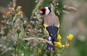 Stieglitz | © Derer Frank