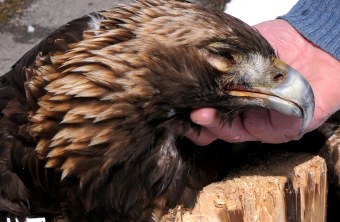 Steinadlerweibchen mit Bleivergiftung | © Hans-Joachim Fünfstück