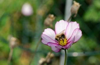 Ackerhummel | © Dieter Müller