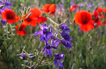 Ackerrittersporn und Klatschmohn | © Hartwig Brönner