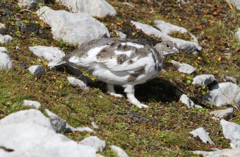 Alpenschneehuhn (weiblich) an Berghang im Frühjahr | © H.-J. Fünfstück