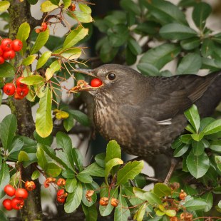 Amselweibchen in einer Hecke mit Beeren | © Rosl Rößner