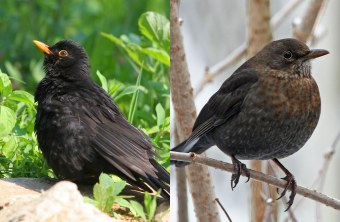 Amselmännchen und Amselweibchen | © Zdenek Tunka/ Dr. Christoph Moning