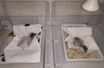 Bartgeier Bavaria (links) und Wally (rechts) | © P. Rodriguez