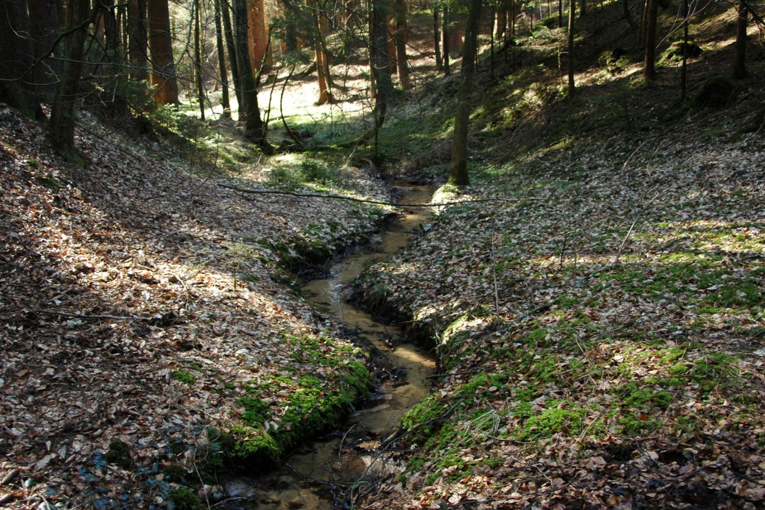 Naturnaher Bach im Wald | © Maximilian Sehr