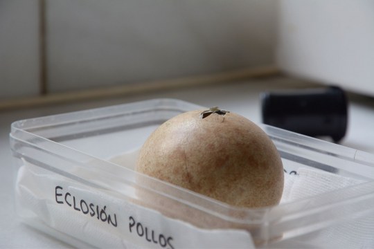 Bartgeier | © Franziska Lörcher, VCF/ Guadalentin, Junta de Andalucía