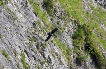 Bartgeier Bavarias erster Flug in Freiheit  | © Richard Straub