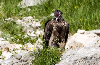 Bartgeier Dagmar nach dem ersten Ausflug | © Richard Straub