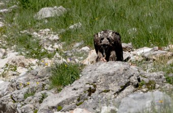 Bartgeier Dagmar nach dem ersten Ausflug | © Richard Straub