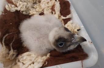 Bartgeier Küken BG112 - Bavaria  | © P. Rodriguez