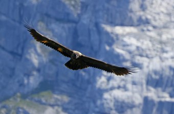 Wally im Flug | © Markus Leitner