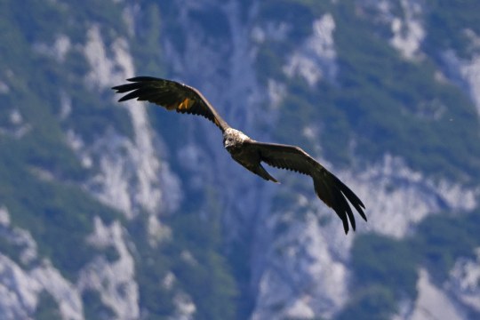 Wally im Flug | © Markus Leitner