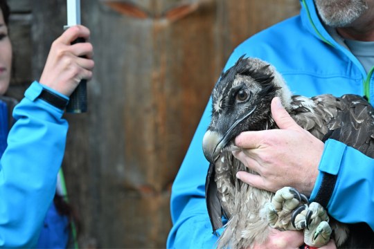 Bartgeierdame Recka | © Hansruedi Weyrich