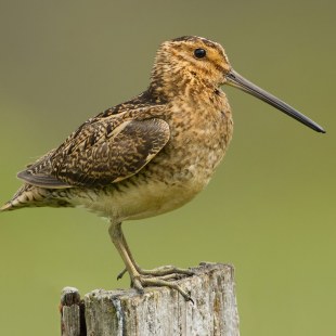 Bekassine auf einem Baumstumpf | © Rosl Rößner