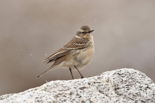 Bergpieper auf einem Stein | © Rosl Rößner