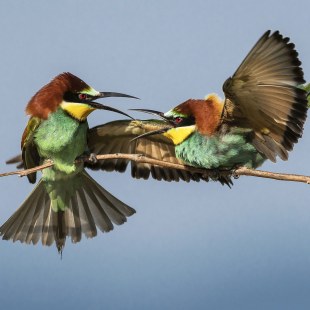 Zwei Bienenfresser auf einem Ast | © Rainer Schaaf