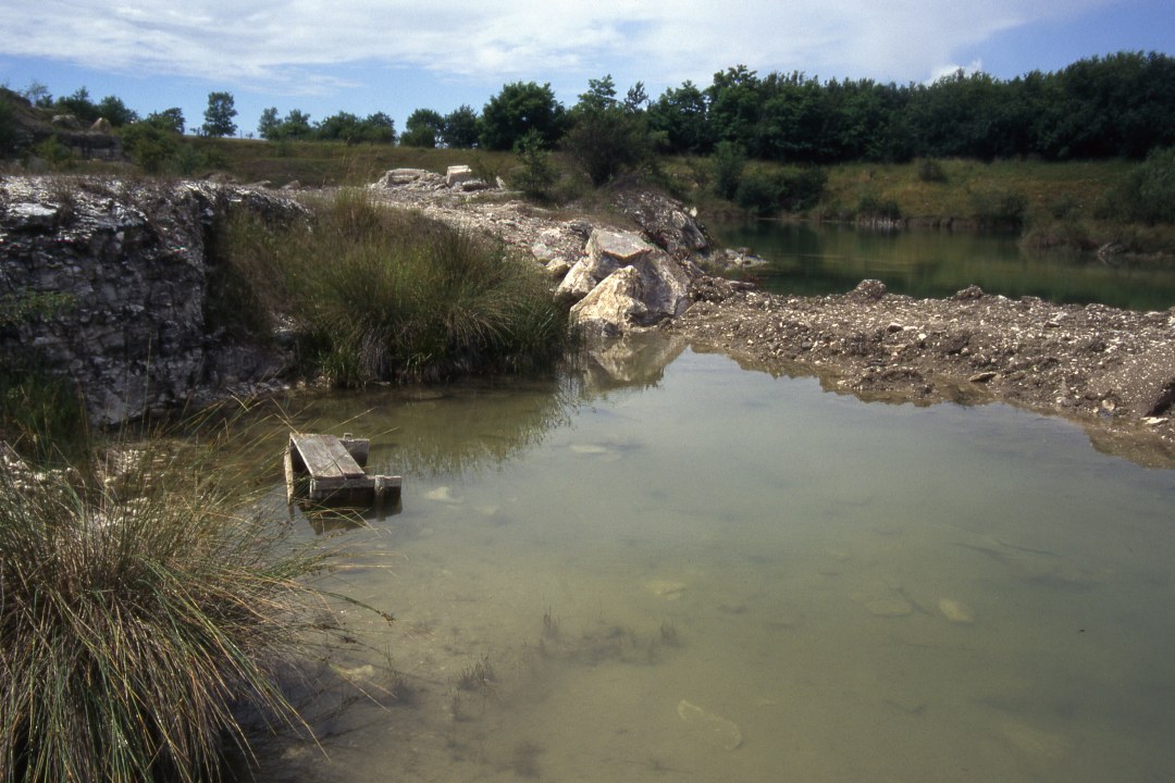 Wechselkrötenlaichgewässer | © Andreas von Lindeiner