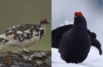 Alpenschneehuhn und Birkhuhn wurden zusammen auf ein Bild geschnitten | © Henning Werth