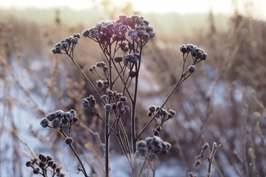 Insekten überwintern gerne in Stängeln und Samenständen der Pflanzen auf Blühflächen  | © Franziska Wenger