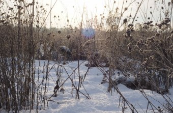 Blühfläche im Winter 5 | © Franziska Wenger