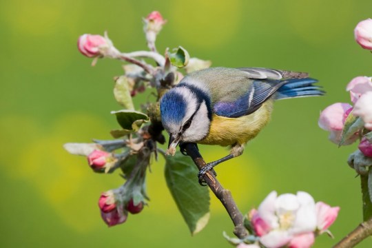 Blaumeise | © Andreas Gießler