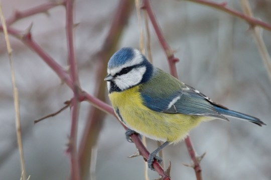 Blaumeise auf dornigem Zweig | © Markus Gläßel
