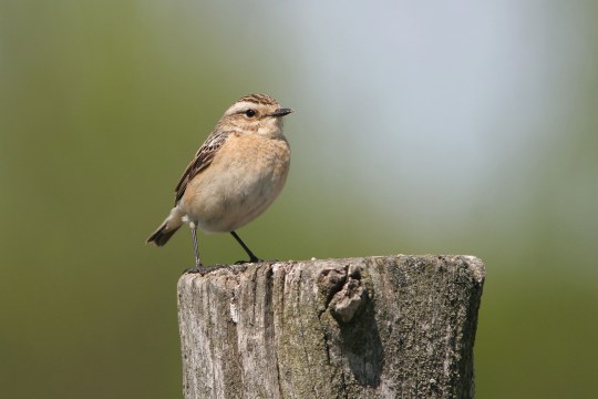 Braunkehlchen auf einem Baumstumpf | © Zdenek Tunka