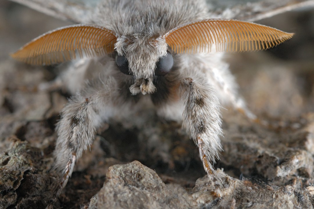 Nachaufnahme Buchen-Streckfuß | © Thomas Stephan