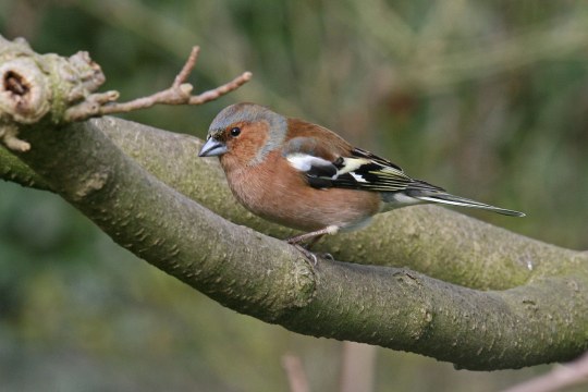 Buchfinkmännchen auf dickem Ast | © Ursula Hannen