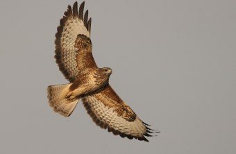 Toter Mäusebussard mit Köder | © Georg Hagel