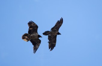 Dagmar und unbekannter Bartgeier in der Schweiz | © Paola Dovi Fenini
