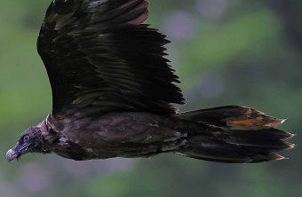 Nahaufnahme von Dagmar, sie ist seitlich zu sehen. | © Markus Leitner