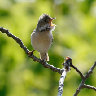 Dorngrasmücke sitzt auf einem Ast und singt | © Hans-Joachim Fünfstück