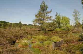 Eglinger Filz nach der Wiedervernässung | © Thomas Dürst