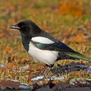 Elster auf einer belaubten Wiese | © Andreas Hartl