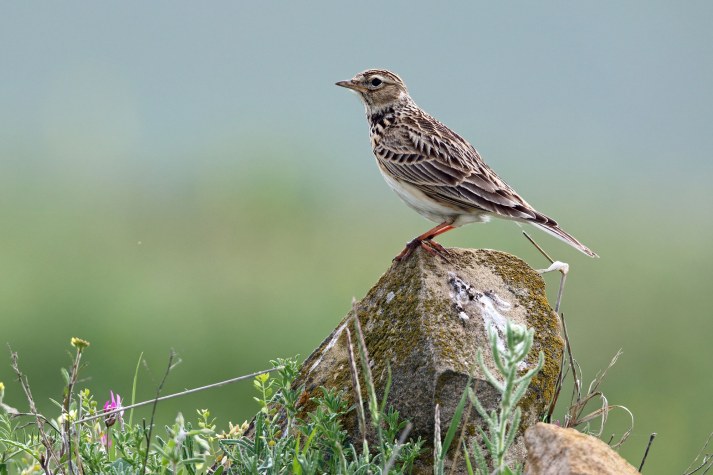 Feldlerche auf einem Stein | © Frank Derer