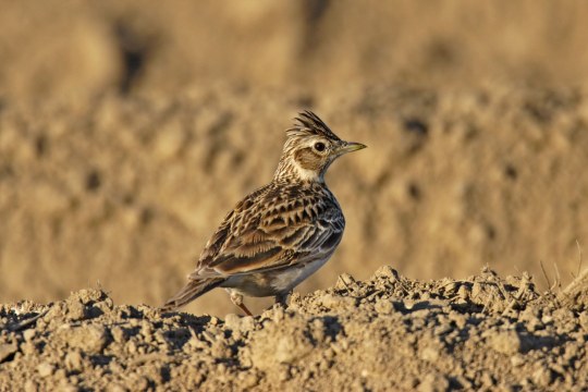 Feldlerche steht auf sandigem Untergrund und ist gut getarnt | © Marcus Bosch