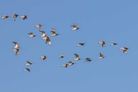 Mehrere Brachvögel im Flug am Himmel | © Andreas Hartl