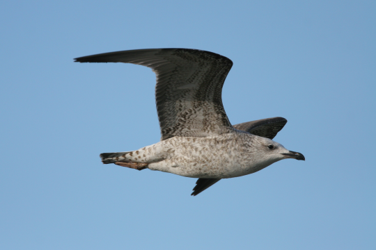 Fliegende Mittelmeermöwe | © Zdenek Tunka